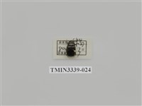 藏品(雙條甘蔗金龜)的圖片